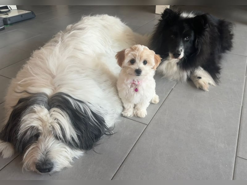 Wurfankündigung: Maltipoo, Chibietzu+Poo, Pudelmischling