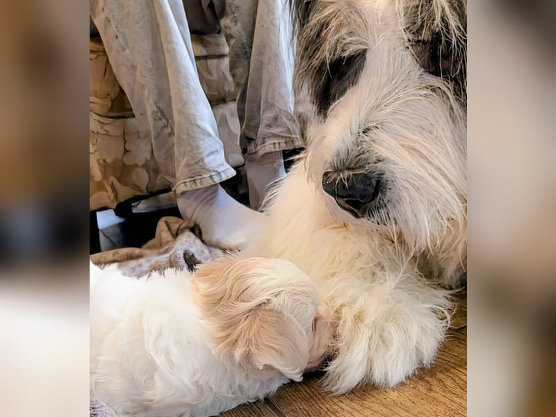 Wurfankündigung: Maltipoo, Chibietzu+Poo, Pudelmischling