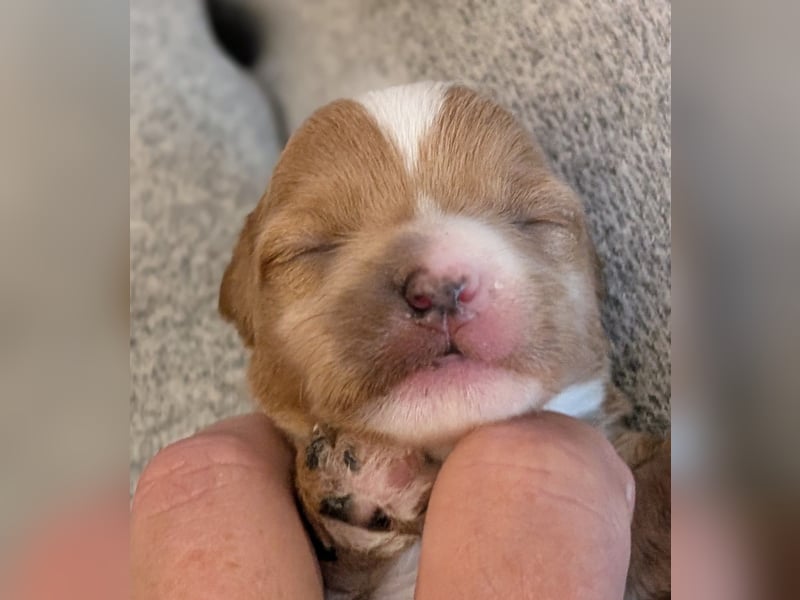 Unsere Maltipoo, Chibietzu+Poo, Pudelmixies sind da. Abgabe Ende Juli