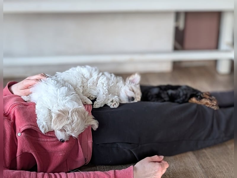 Wurfankündigung: Maltipoo, Chibietzu+Poo, Pudelmischling
