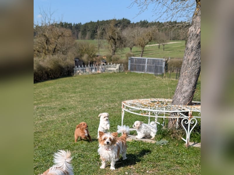 Wurfankündigung: Maltipoo, Chibietzu+Poo, Pudelmischling