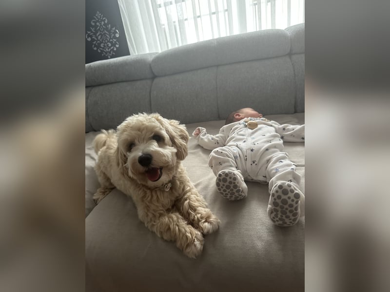 Maltipoo Deckrüde