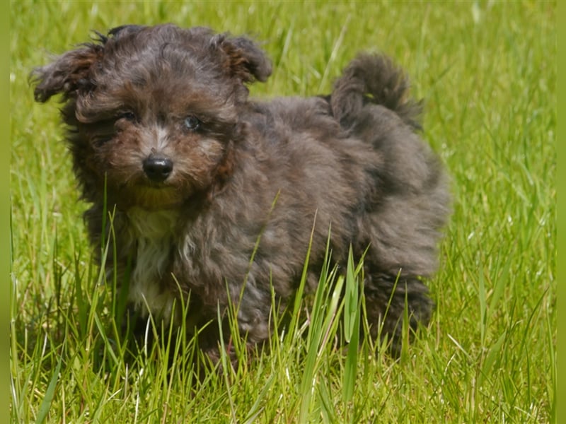 Bolonka-Pudel (Doodle, Bollipoo) Welpen in einzigartigen Farben.
