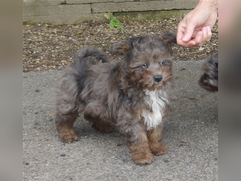 Bolonka-Pudel (Doodle, Bollipoo) Welpen in einzigartigen Farben.