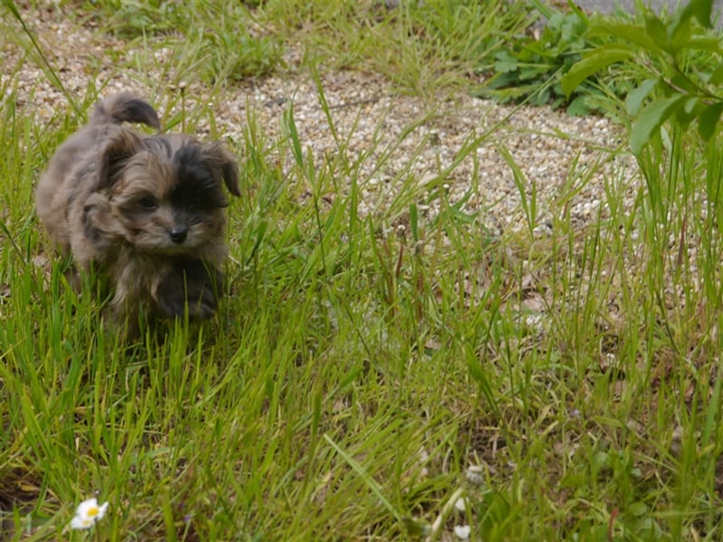 Bolonka-Pudel (Doodle, Bollipoo) Welpen in einzigartigen Farben.