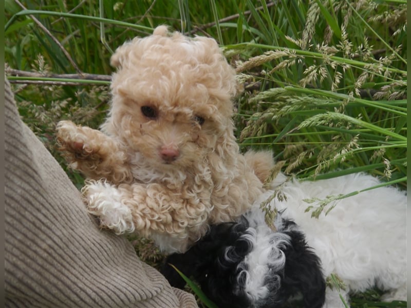 Bolonka-Pudel (Doodle, Bollipoo) Welpen in einzigartigen Farben.