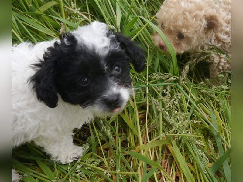 Bolonka-Pudel (Doodle, Bollipoo) Welpen in einzigartigen Farben.