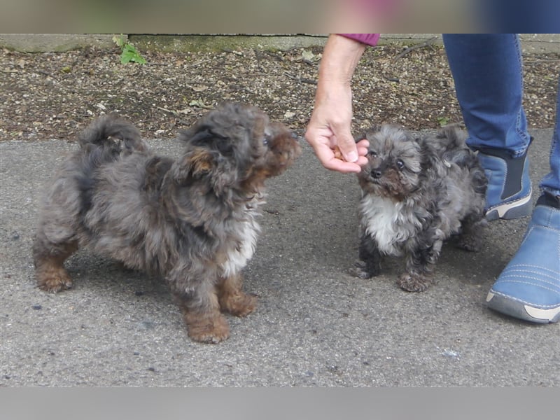 Bolonka-Pudel (Doodle, Bollipoo) Welpen in einzigartigen Farben.