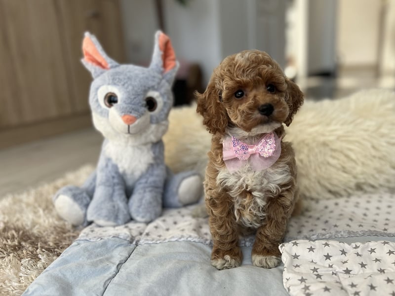 Maltipoo Mädchen