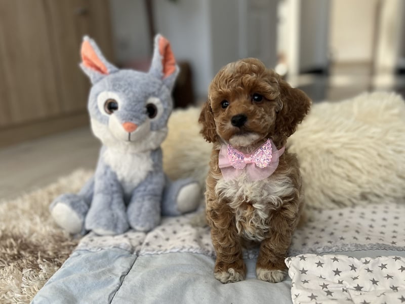 Maltipoo Mädchen