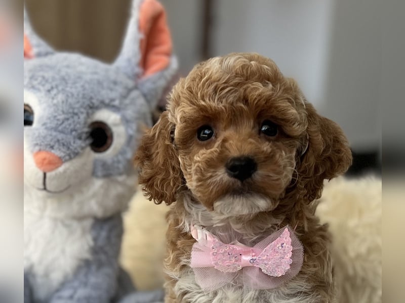 Maltipoo Mädchen