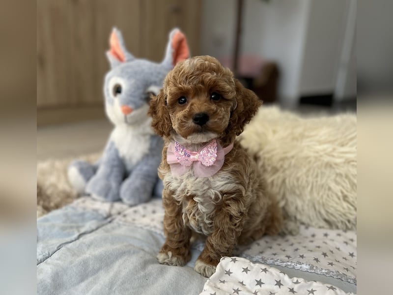 Maltipoo Mädchen