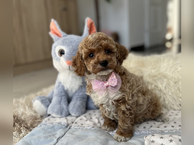 Maltipoo Mädchen