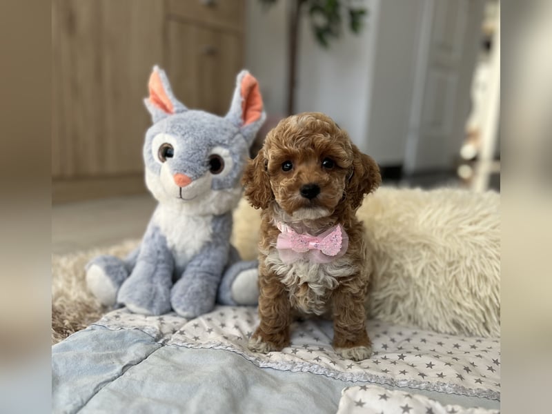 Maltipoo Mädchen