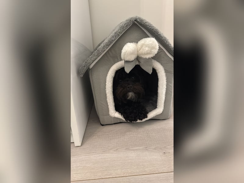 Maltipoo als Deckrüde- Deckrüde Maltipoo Blacky steht geeigneten Hündinnen zur Verfügung