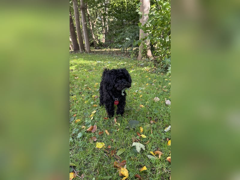 Maltipoo als Deckrüde- Deckrüde Maltipoo Blacky steht geeigneten Hündinnen zur Verfügung