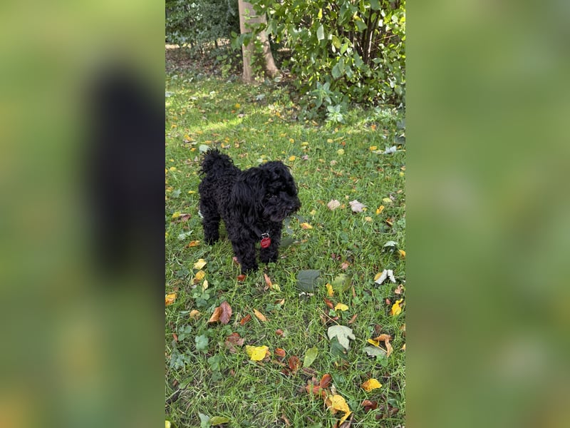 Maltipoo als Deckrüde- Deckrüde Maltipoo Blacky steht geeigneten Hündinnen zur Verfügung