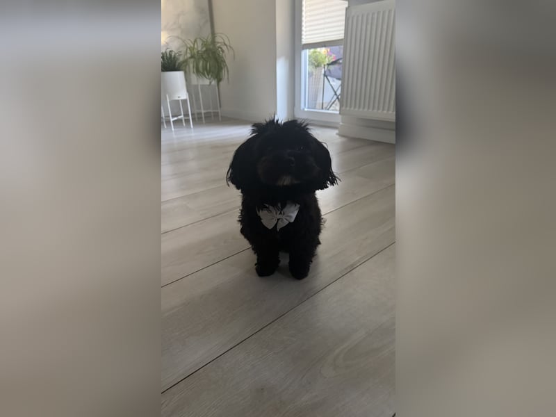Maltipoo als Deckrüde- Deckrüde Maltipoo Blacky steht geeigneten Hündinnen zur Verfügung