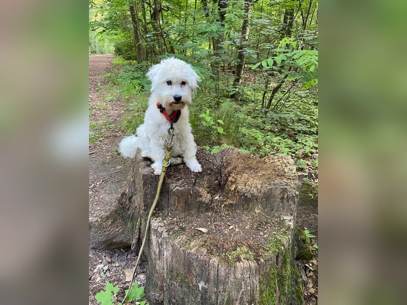 NANCY ca. 3 J. Maltipoo-hündin,sehr lieb , hat Diabetis