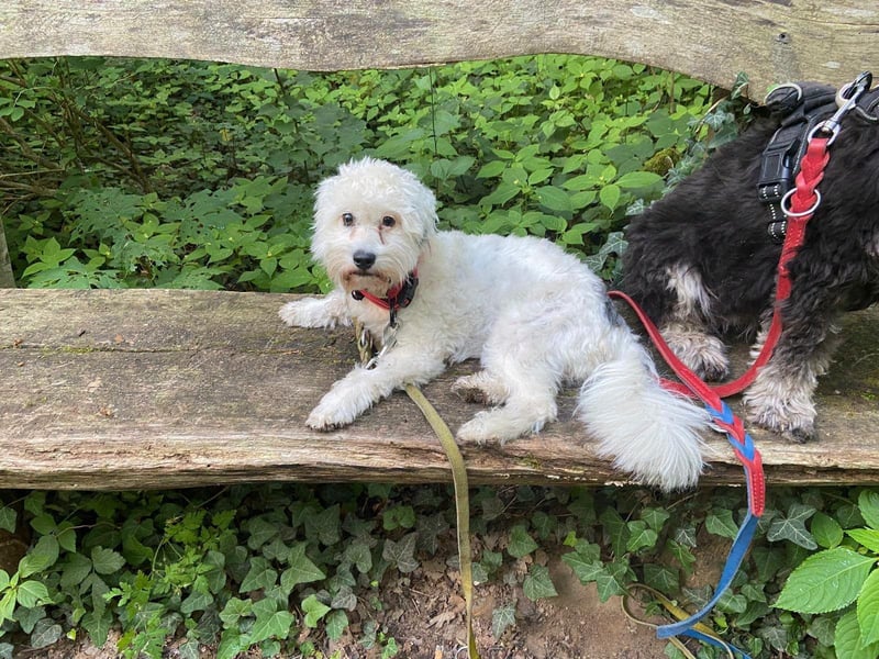 NANCY ca. 3 J. Maltipoo-hündin,sehr lieb , hat Diabetis