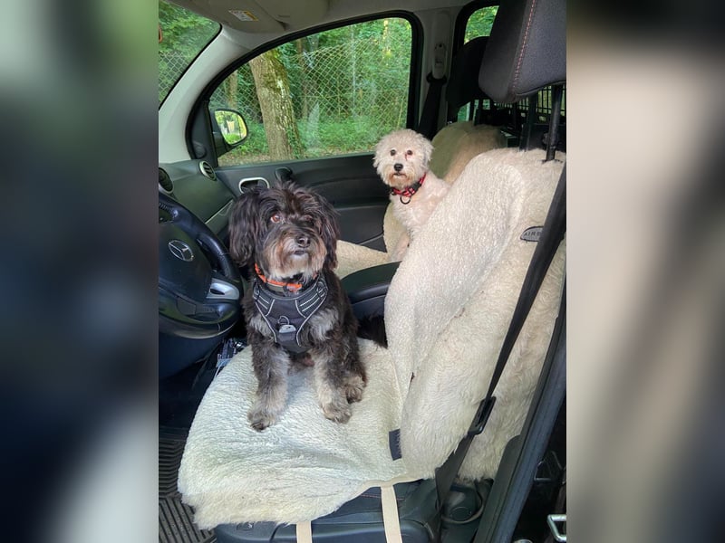 NANCY ca. 3 J. Maltipoo-hündin,sehr lieb , hat Diabetis