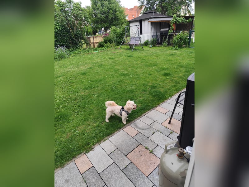 Deckrüde Maltipoo kein VERKAUF