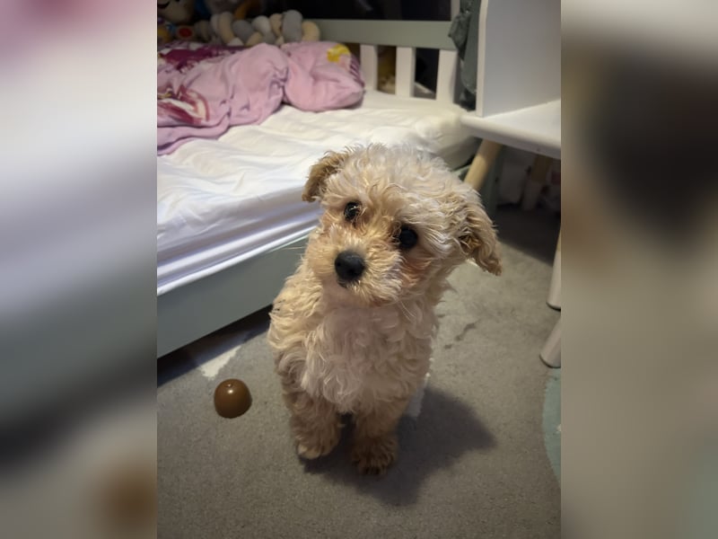 Maltipoo Hündin