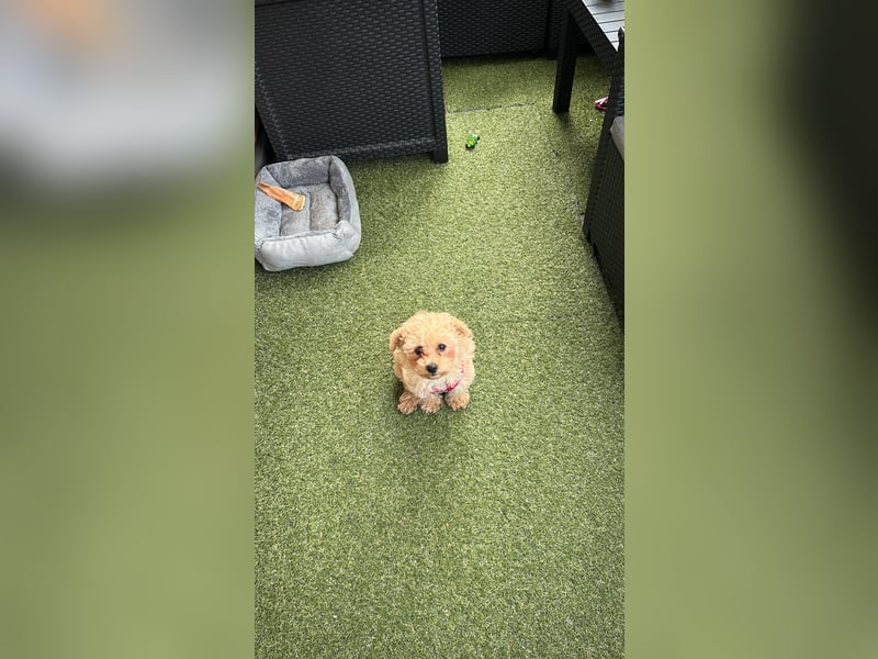 Maltipoo Hündin