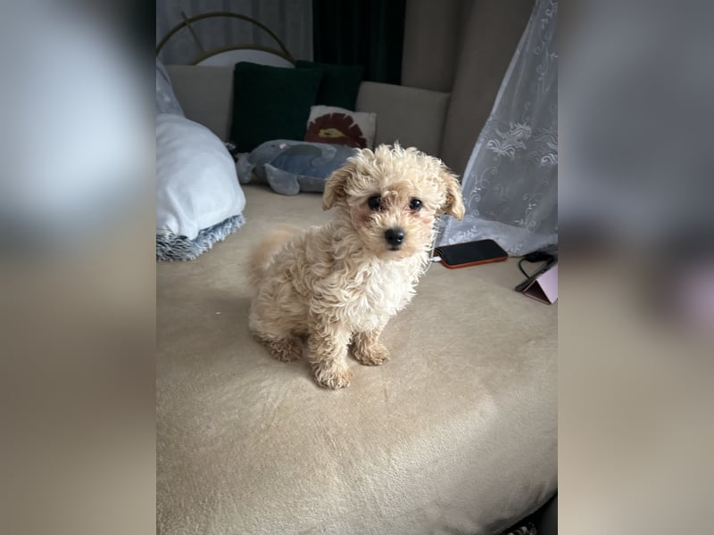 Maltipoo Hündin