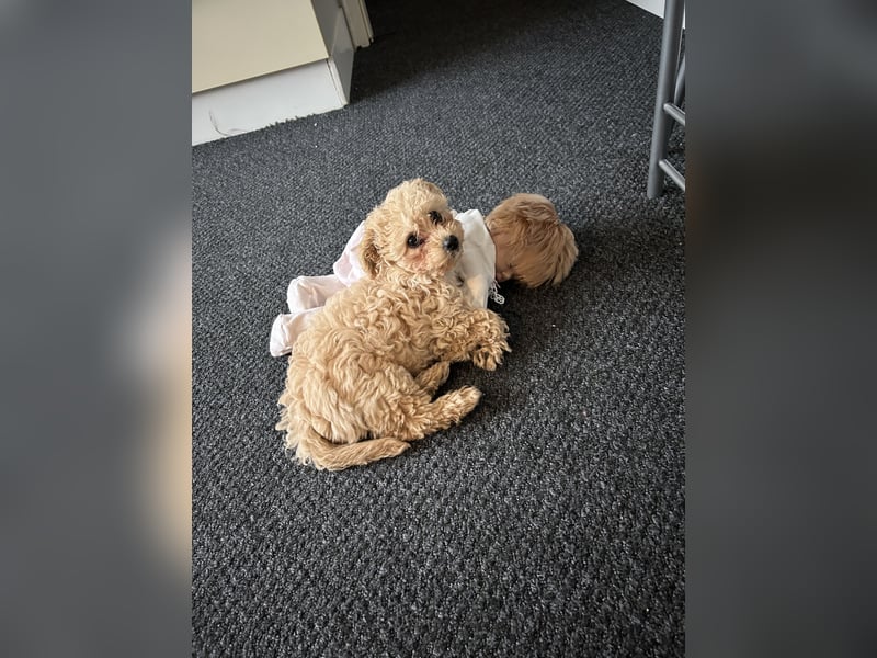 Maltipoo Hündin
