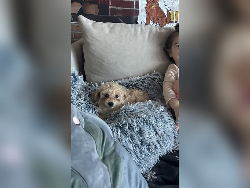 Maltipoo Hündin