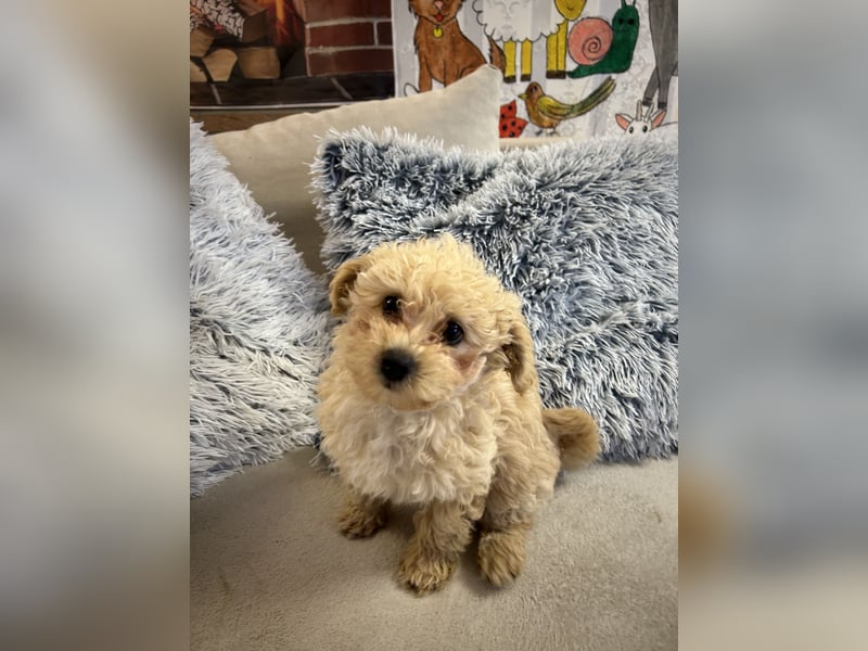 Maltipoo Hündin