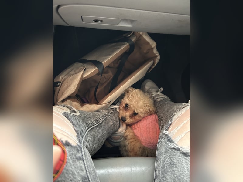 Maltipoo Hündin