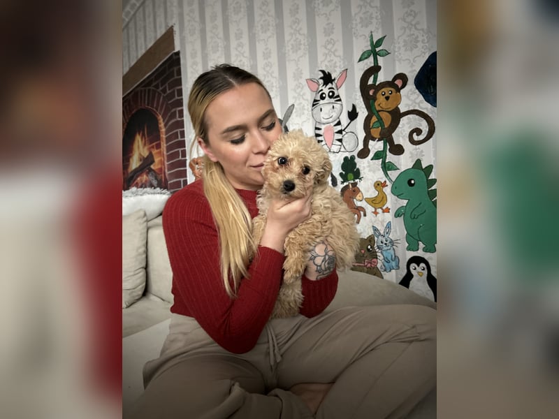 Maltipoo Hündin