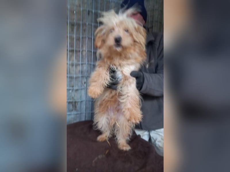 Luki -PP - kleiner Mann sucht großes Glück