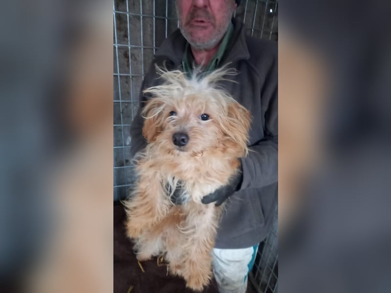 Luki -PP - kleiner Mann sucht großes Glück