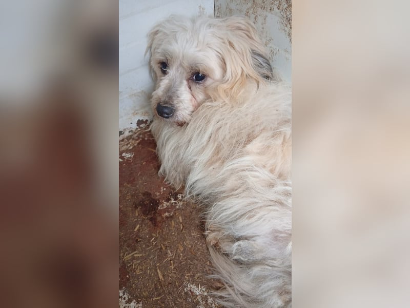 Miguel, schüchterener Maltipoo Rüde geb. 2023