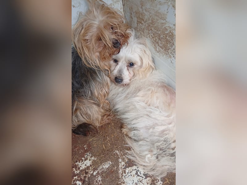 Miguel, schüchterener Maltipoo Rüde geb. 2023