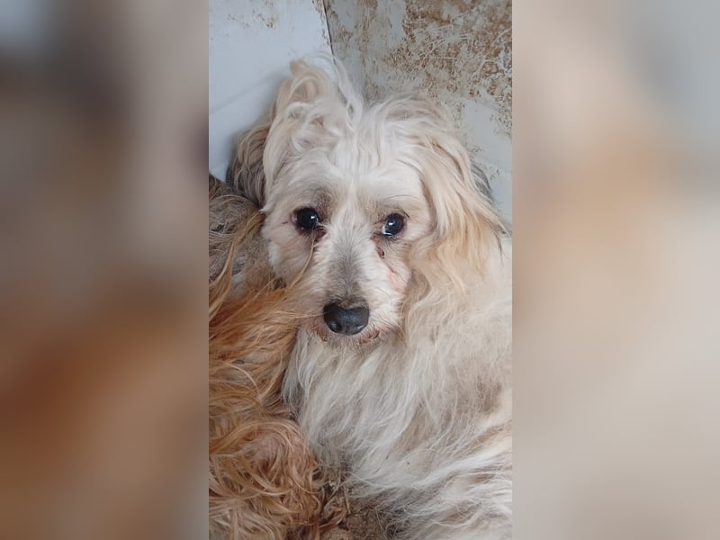 Miguel, schüchterener Maltipoo Rüde geb. 2023