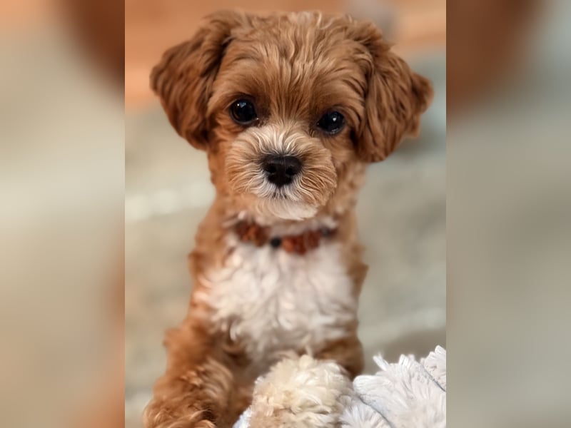Maltipoo Deckrüde