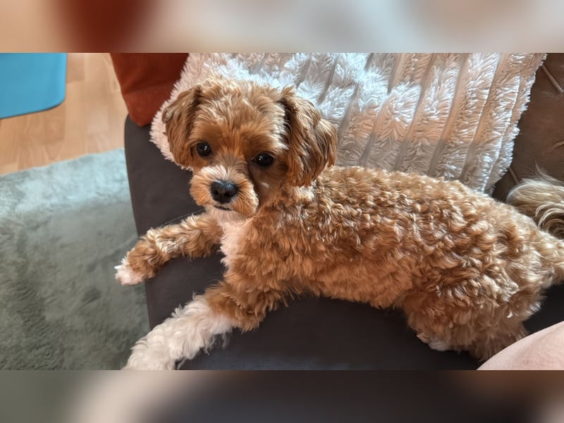 Maltipoo Deckrüde