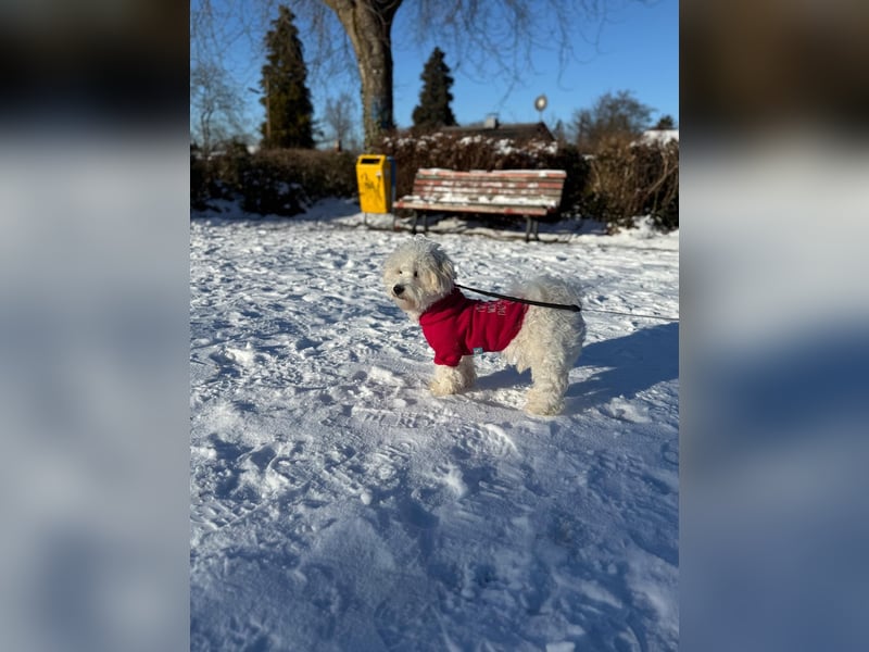 Süßer Maltipoo