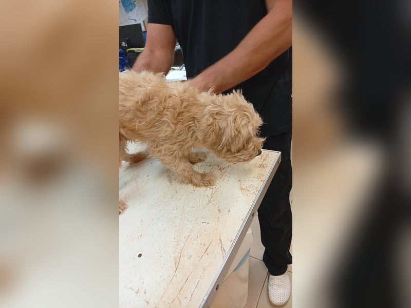 Ariel PP – sanfter Maltipoo sucht sein Für-immer-Zuhause 