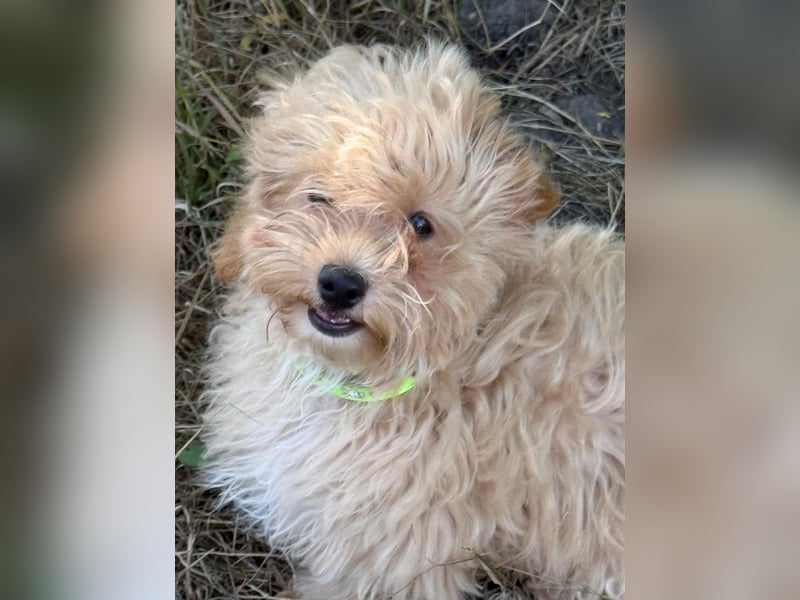 Vilko - Maltipoo PFST 48249 Dülmen