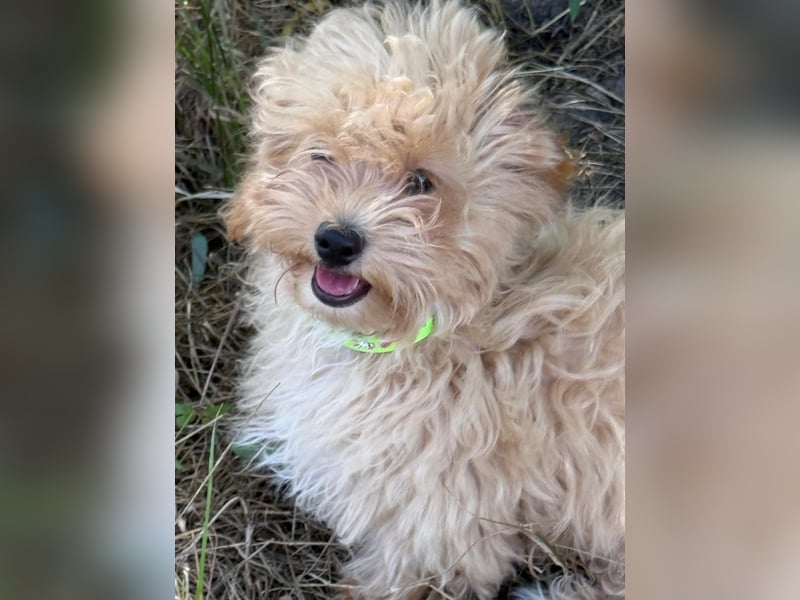 Vilko - Maltipoo PFST 48249 Dülmen