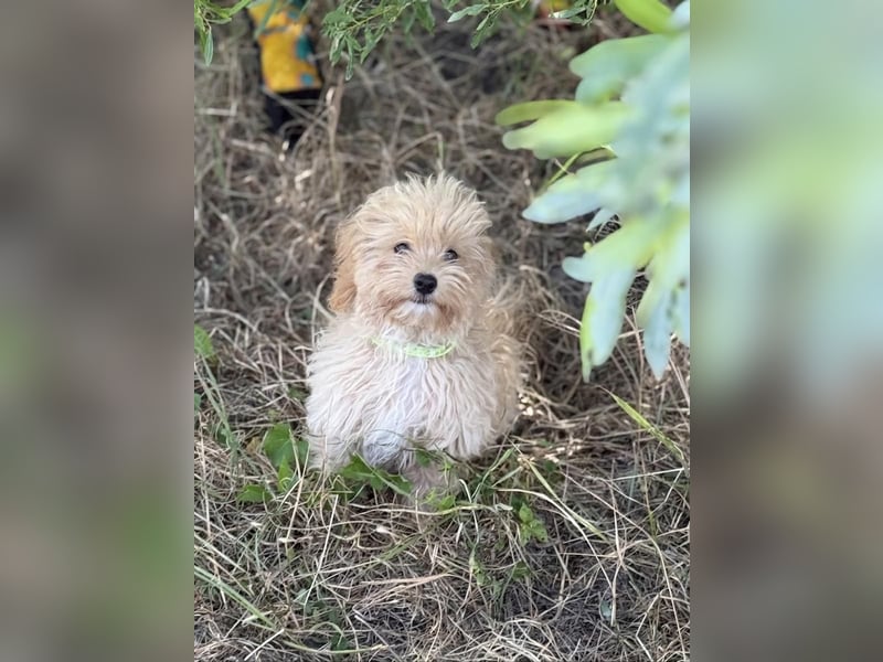 Vilko - Maltipoo PFST 48249 Dülmen