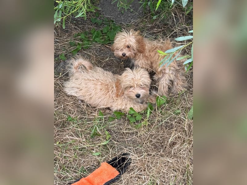 Vilko - Maltipoo PFST 48249 Dülmen
