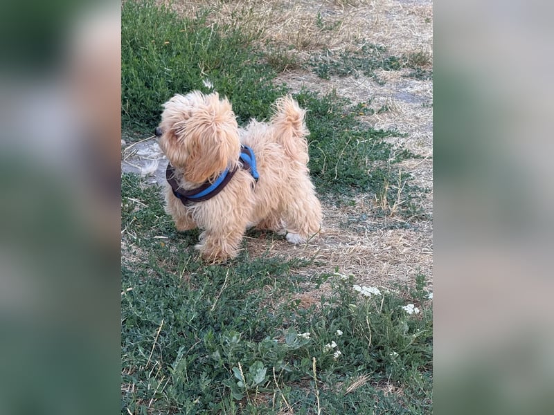 Vilko - Maltipoo PFST 48249 Dülmen