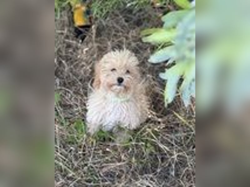 Vilko - Maltipoo PFST 48249 Dülmen