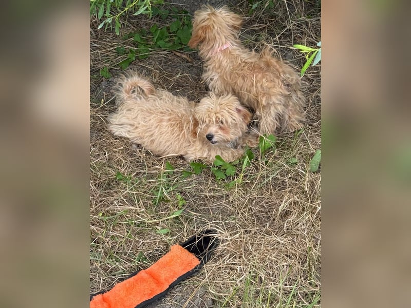 Vilko - Maltipoo PFST 48249 Dülmen